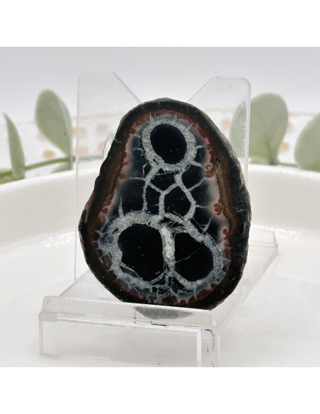 Placa de septaria em par semi-polida pedra natural