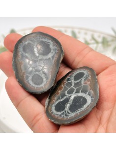 Placa de septaria em par semi-polida pedra natural