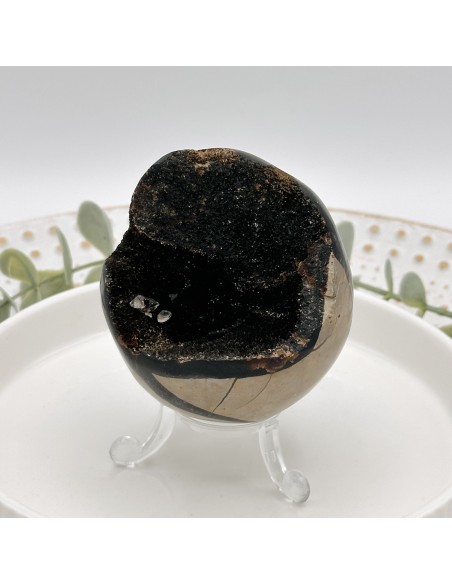 HUEVO DE SEPTARIA MEDIANO