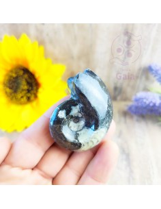 Goniatite fósil para memoria ancestral, fuerza interior y equilibrio energético