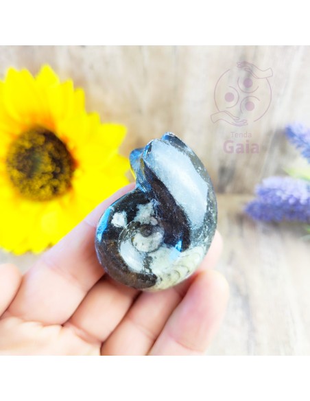 Goniatite fósil para memoria ancestral, fuerza interior y equilibrio energético