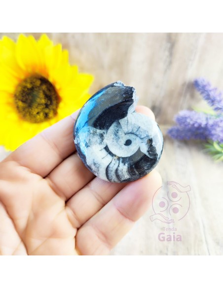 Goniatite fósil para memoria ancestral, fuerza interior y equilibrio energético