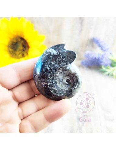 Goniatite fóssil para memória ancestral, força interior e equilíbrio energético