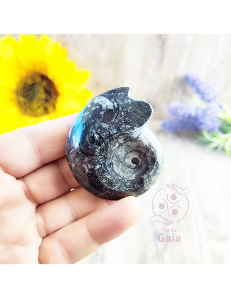 Goniatite fósil para memoria ancestral, fuerza interior y equilibrio energético