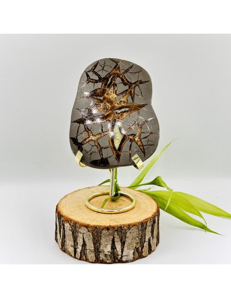 Septária semi-polida média 10 cm pedra natural