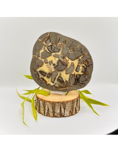 Septaria semi polida média para enraizamento profundo, estabilidade emocional e força interior consciente